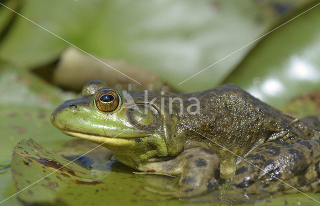 American bullfrog (Rana catesbeiana)