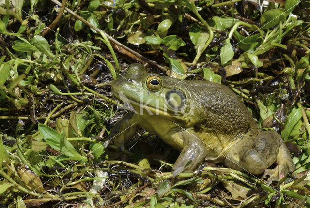 American bullfrog (Rana catesbeiana)