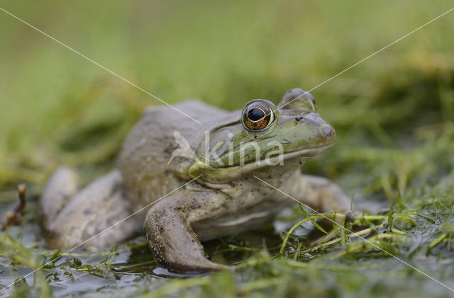 American bullfrog (Rana catesbeiana)