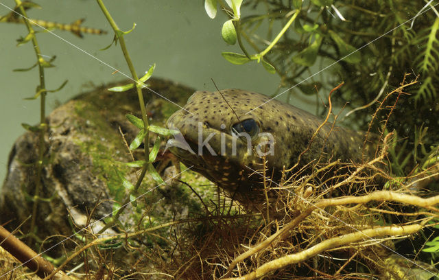 American bullfrog (Rana catesbeiana)