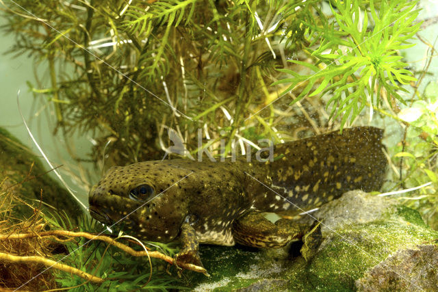 American bullfrog (Rana catesbeiana)