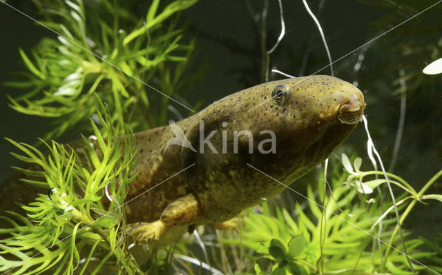 American bullfrog (Rana catesbeiana)