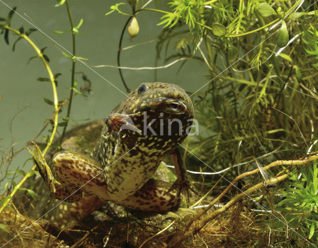 American bullfrog (Rana catesbeiana)