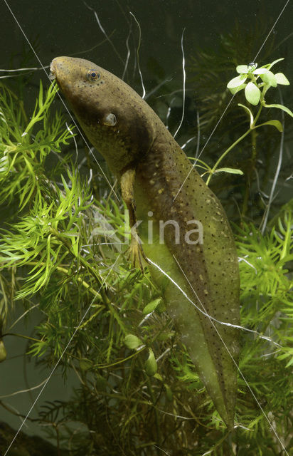 American bullfrog (Rana catesbeiana)