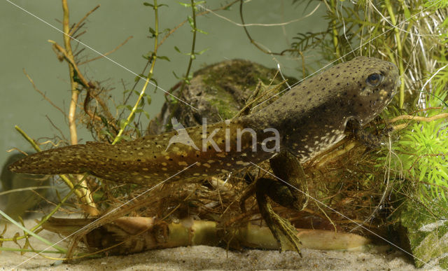 American bullfrog (Rana catesbeiana)