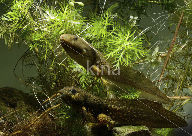 American bullfrog (Rana catesbeiana)