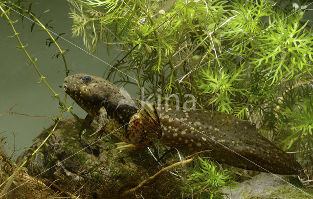 American bullfrog (Rana catesbeiana)