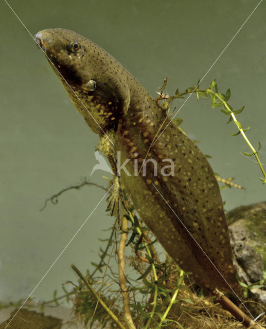 American bullfrog (Rana catesbeiana)