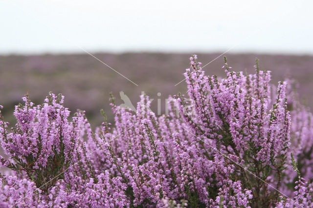Heather