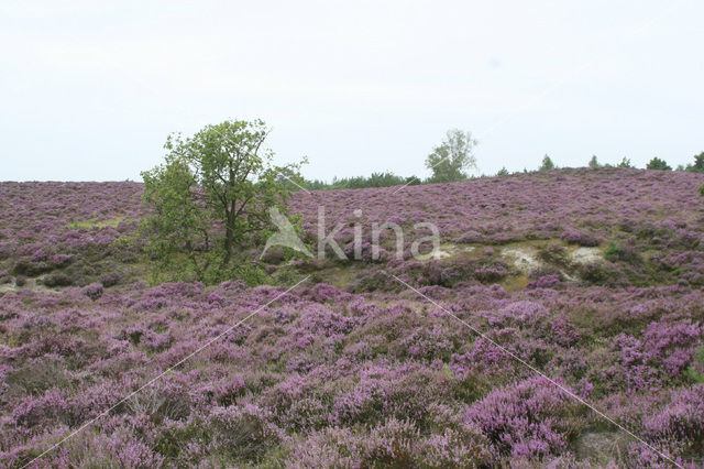 Heather