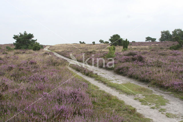 Struikheide