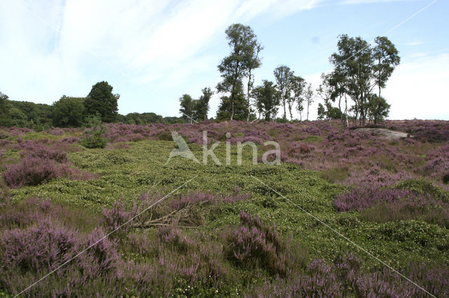 Heather