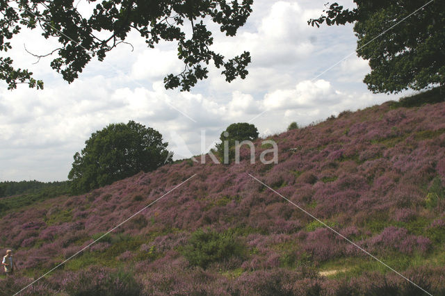 Heather