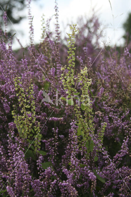 Heather