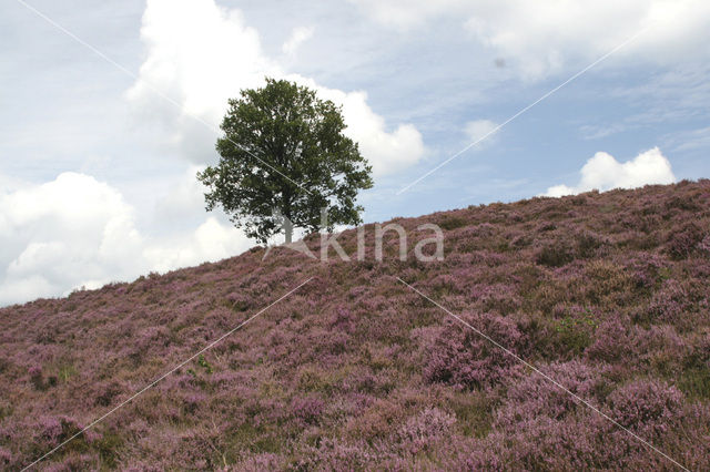 Heather