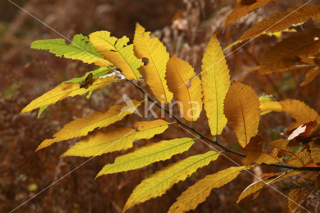 Sweet Chestnut (Castanea sativa)