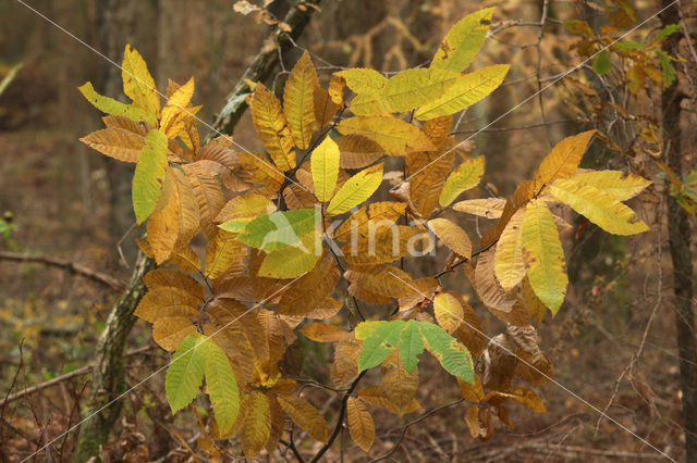 Tamme kastanje (Castanea sativa)