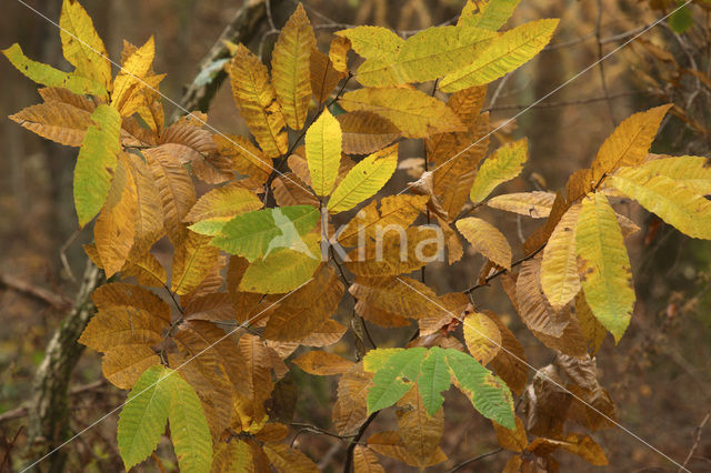 Tamme kastanje (Castanea sativa)