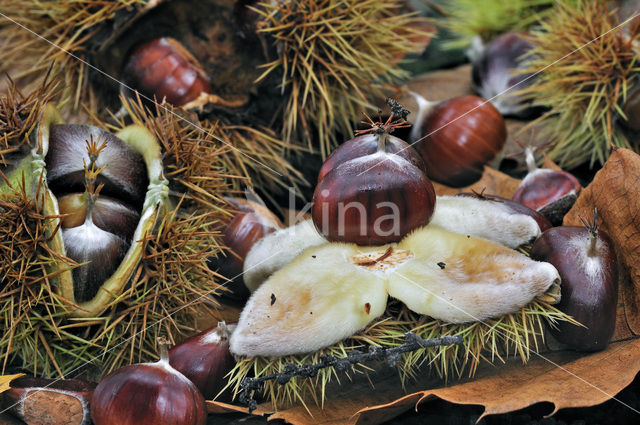 Tamme kastanje (Castanea sativa)