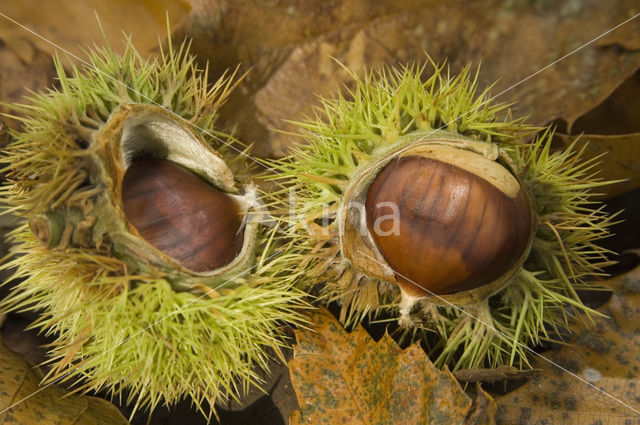 Tamme kastanje (Castanea sativa)