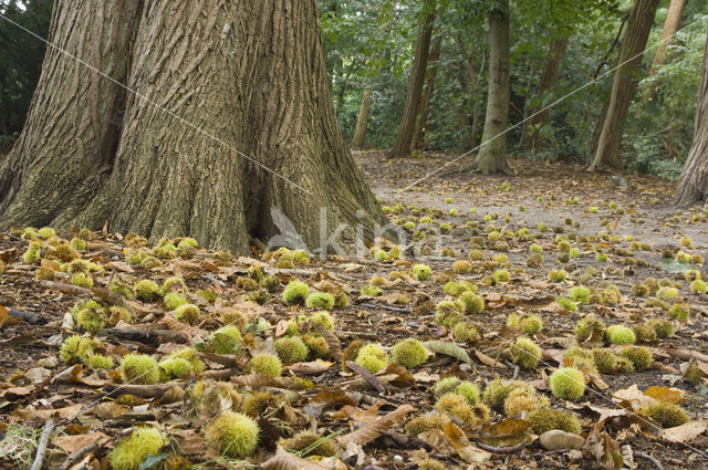 Tamme kastanje (Castanea sativa)