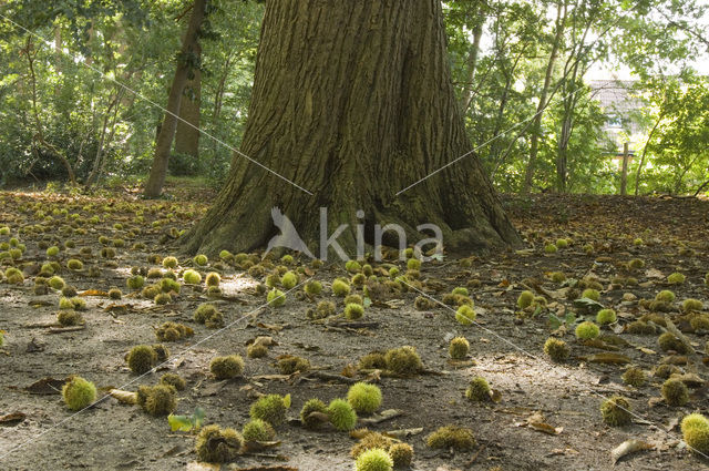 Sweet Chestnut (Castanea sativa)