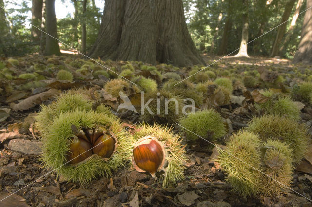 Tamme kastanje (Castanea sativa)