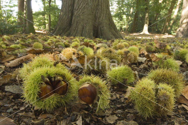 Sweet Chestnut (Castanea sativa)