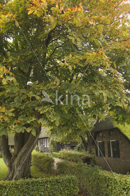 Tamme kastanje (Castanea sativa)