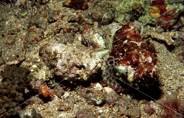 False stonefish (Scorpaenopsis diabolus)
