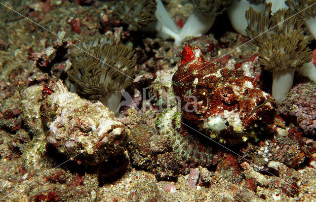 Valse Steenvis (Scorpaenopsis diabolus)