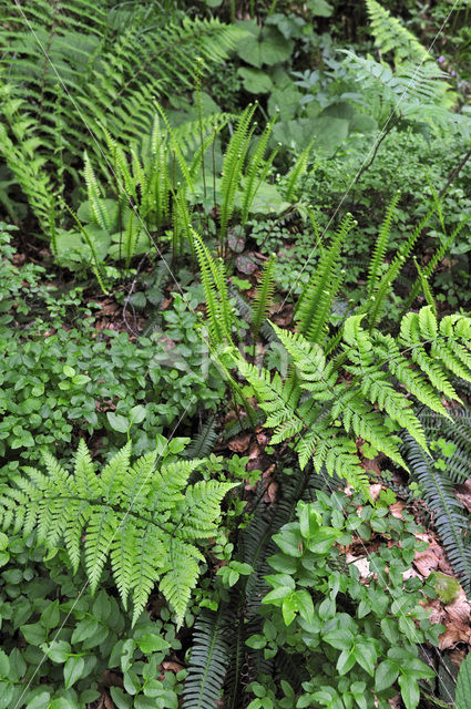 Fern
