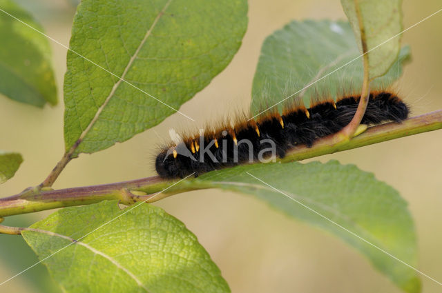 Fox Moth (Macrothylacia rubi)