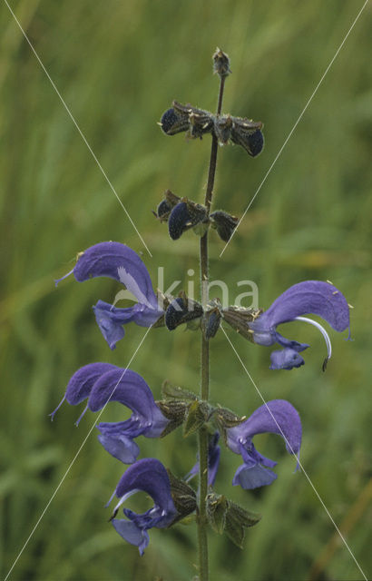 Veldsalie (Salvia pratensis)