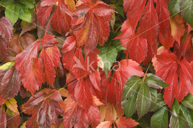 Virginia Creeper (Parthenocissus quinquefolia)