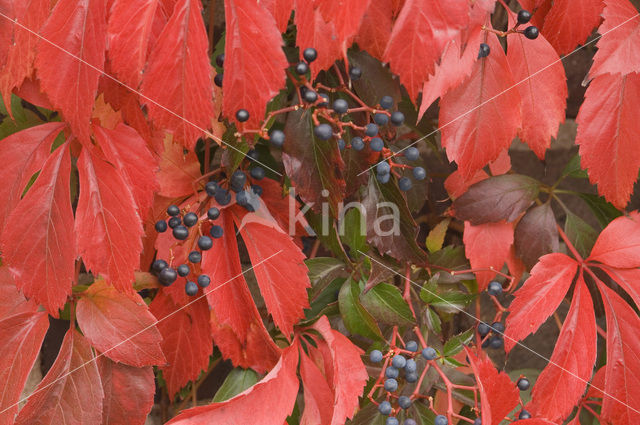 Vijfbladige wingerd (Parthenocissus quinquefolia)