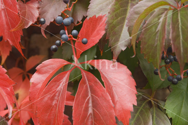 Virginia Creeper (Parthenocissus quinquefolia)