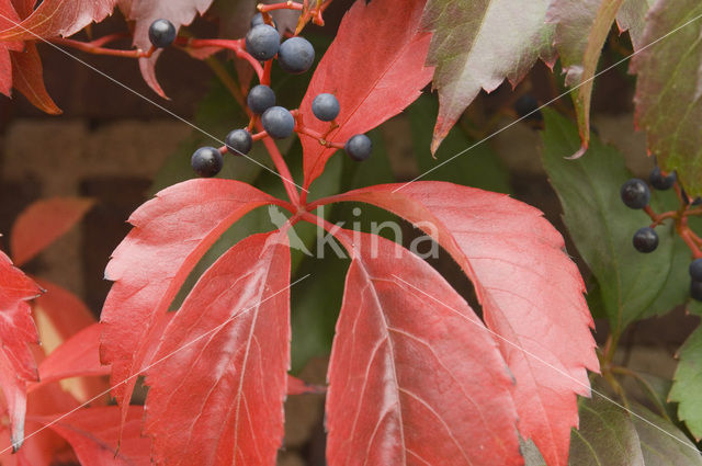 Virginia Creeper (Parthenocissus quinquefolia)