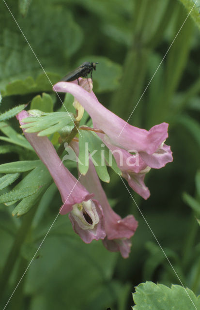 Vingerhelmbloem (Corydalis solida)
