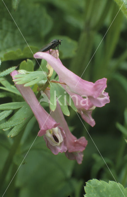 Bulbous Corydalis (Corydalis solida)