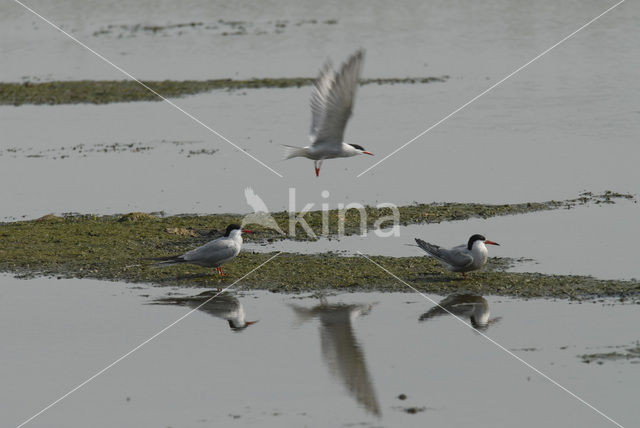 Common Tern (Sterna hirundo)