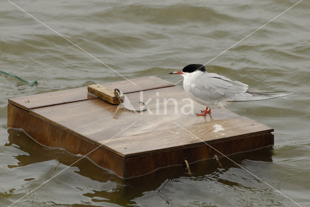 Common Tern (Sterna hirundo)