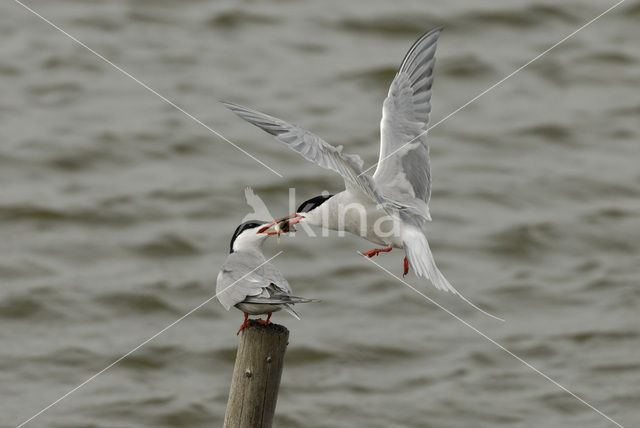 Common Tern (Sterna hirundo)