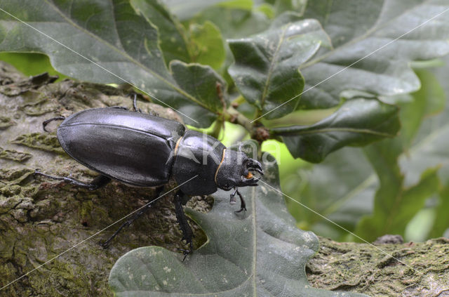 Stag Beetle (Lucanus cervus)