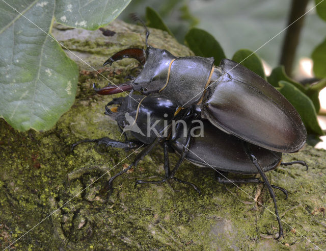 Stag Beetle (Lucanus cervus)