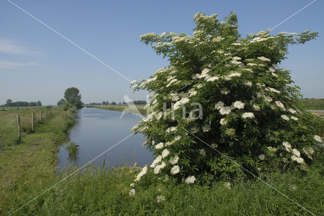 Vlier (Sambucus )