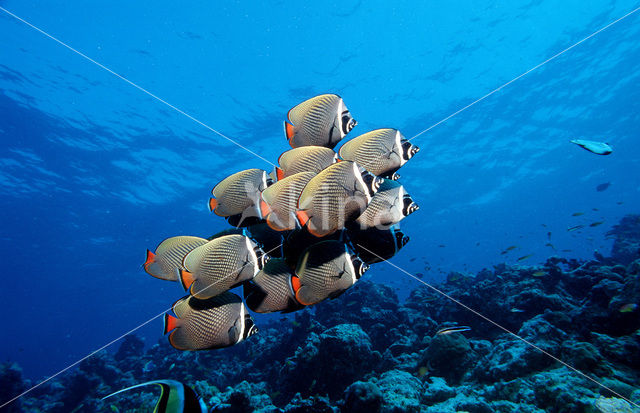 Redtail butterflyfish (Chaetodon collare)