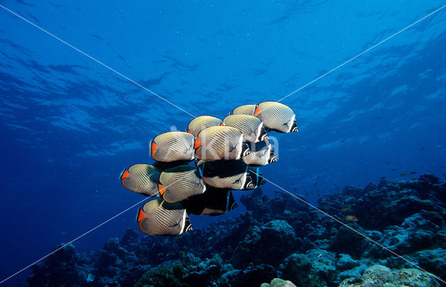 Redtail butterflyfish (Chaetodon collare)