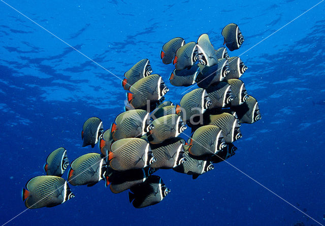 Redtail butterflyfish (Chaetodon collare)