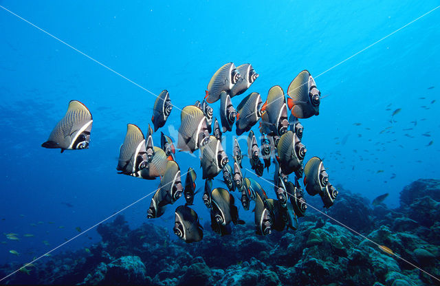 Redtail butterflyfish (Chaetodon collare)